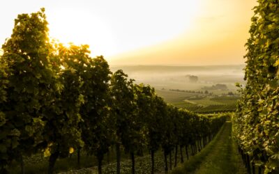 Vinens verden: En rejse gennem vinområder og druer